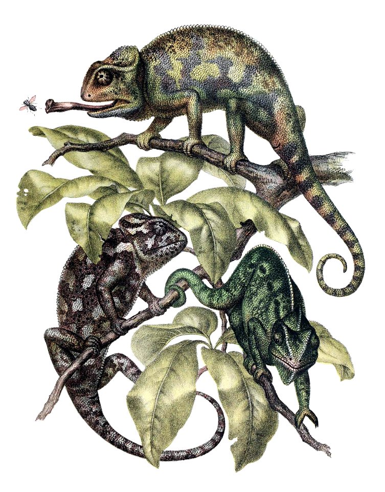 indian-chameleon-1600