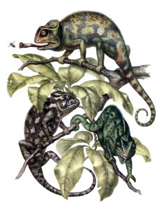 indian-chameleon-1600. Free illustration for personal and commercial use.
