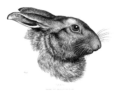 hare-profile-1600. Free illustration for personal and commercial use.