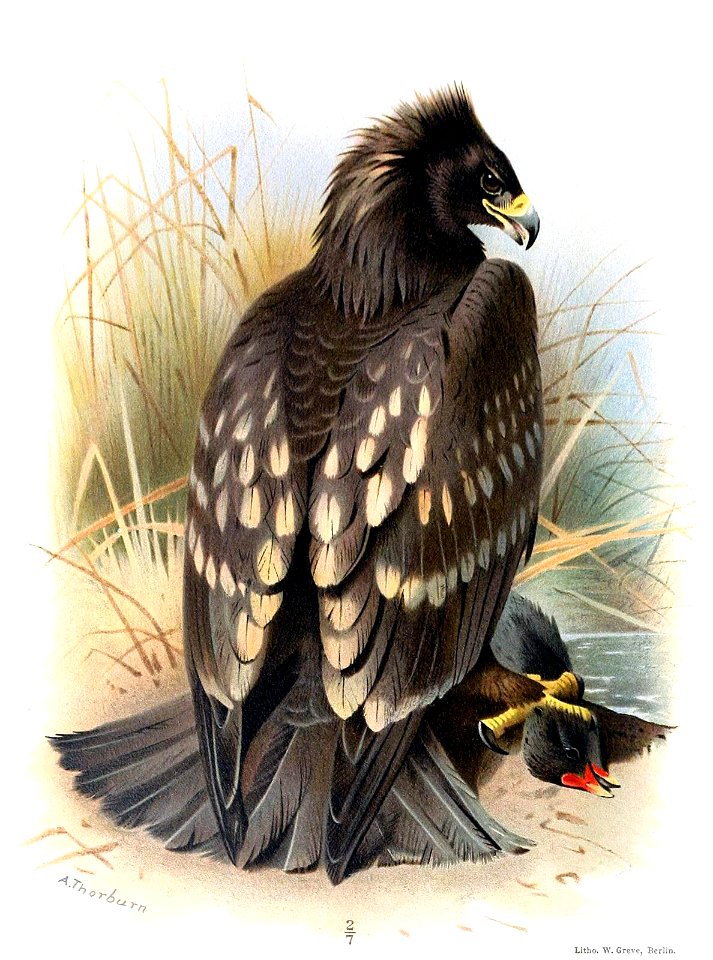 spotted-eagle-1600