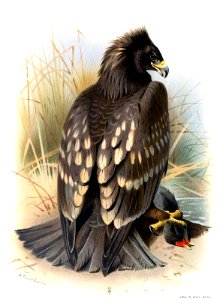 spotted-eagle-1600. Free illustration for personal and commercial use.