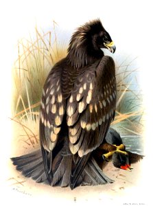 spotted-eagle-1600
