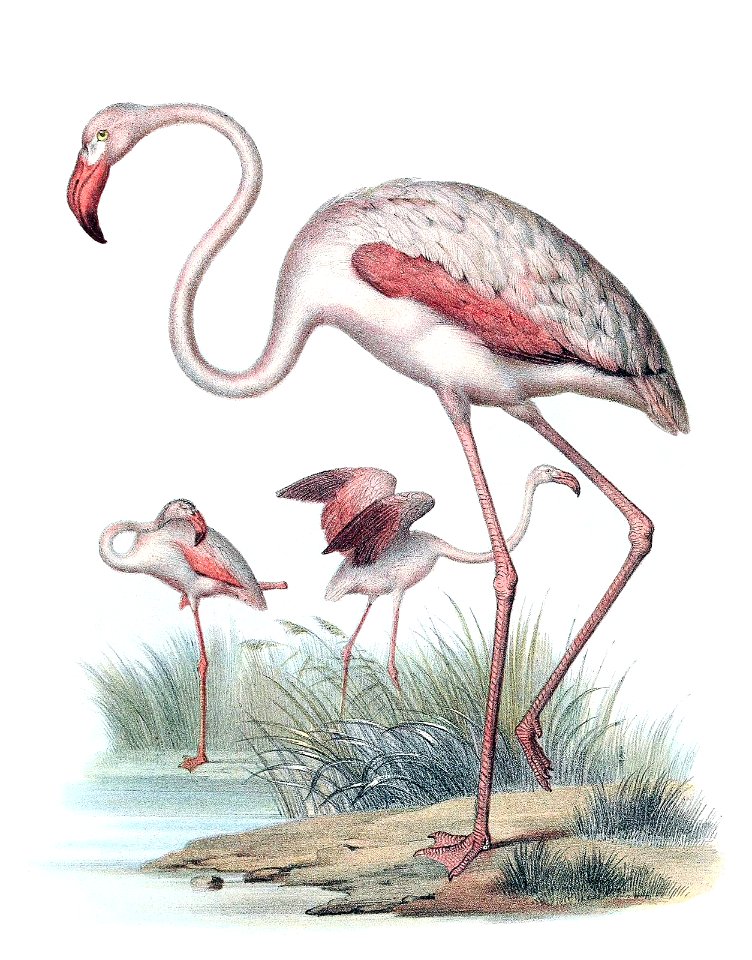 greater-flamingo-1600. Free illustration for personal and commercial use.