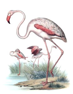 greater-flamingo-1600. Free illustration for personal and commercial use.