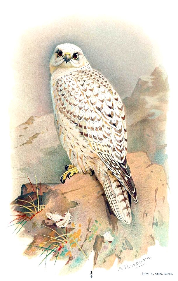 greenland-gyrfalcon-1600