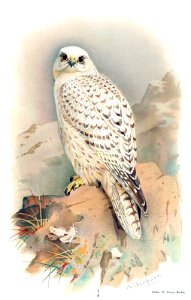 greenland-gyrfalcon-1600. Free illustration for personal and commercial use.