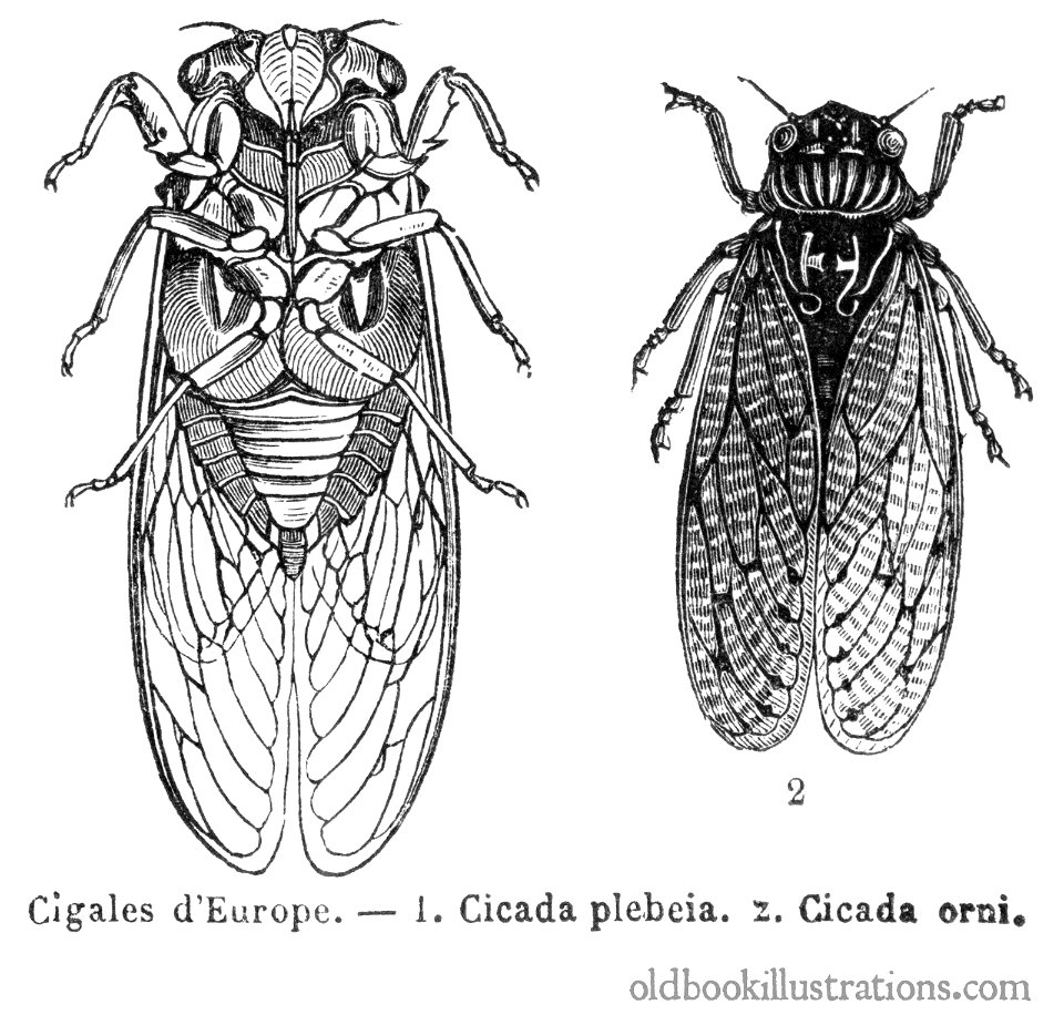 cicada-1600. Free illustration for personal and commercial use.