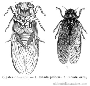 cicada-1600