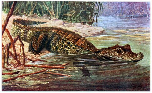 dwarf-crocodile-1600. Free illustration for personal and commercial use.