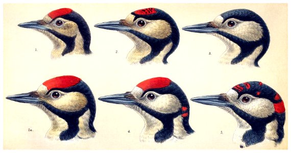 spotted-woodpecker-1600. Free illustration for personal and commercial use.