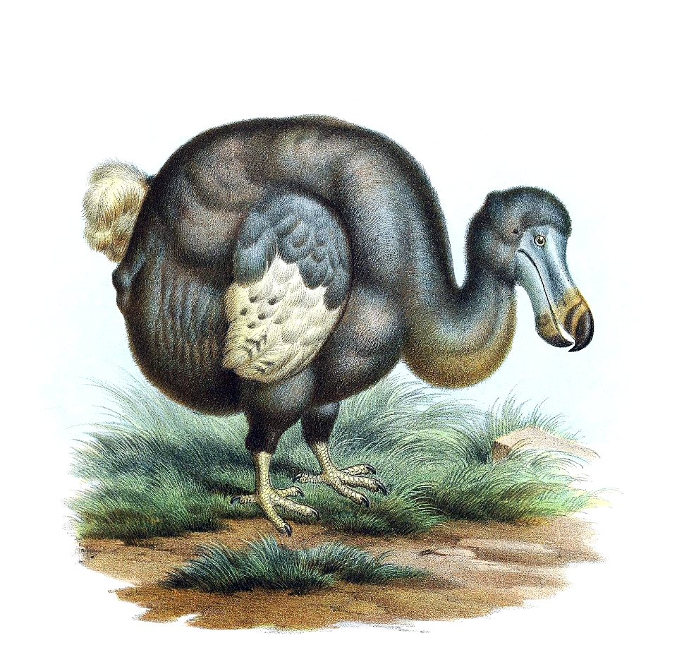 raphus-cucullatus-1600