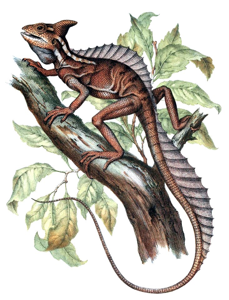 common-basilisk-1600