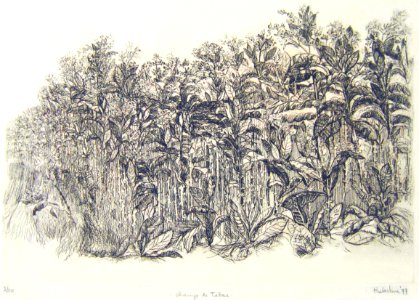 Tobacco field - etching 21x28cm 1977. Free illustration for personal and commercial use.