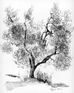 Olive tree - pen&ink drawing 55x49cm 1975