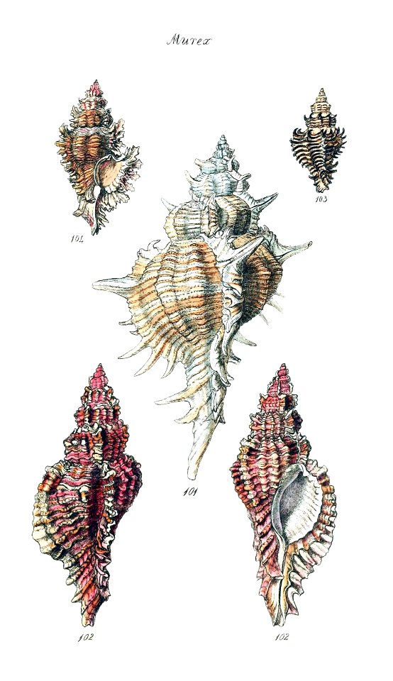 Murex Snail