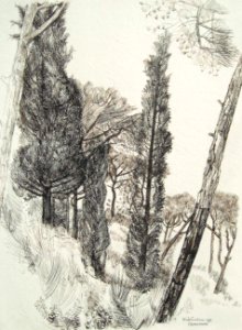 A forest in Tuscany - pen drawing 30x40cm 1977. Free illustration for personal and commercial use.