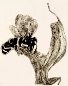 Bee on an orchid - etching 11x14cm 1972