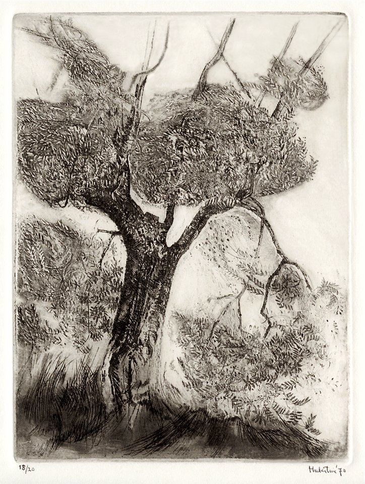 Olive tree-etching 24x30cm 1970