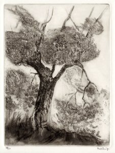 Olive tree-etching 24x30cm 1970. Free illustration for personal and commercial use.