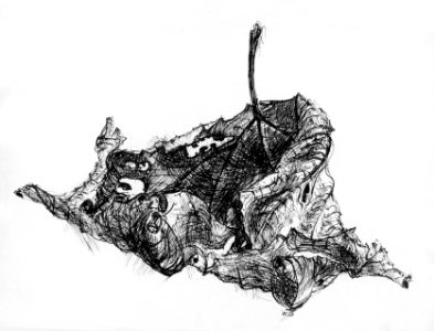 Autumn leaf - pen&ink drawing 20x30cm 1968