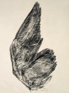 Wing - pen&ink 42x55cm 1969