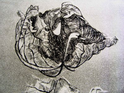 A swan - etching 12.5x14cm 1968