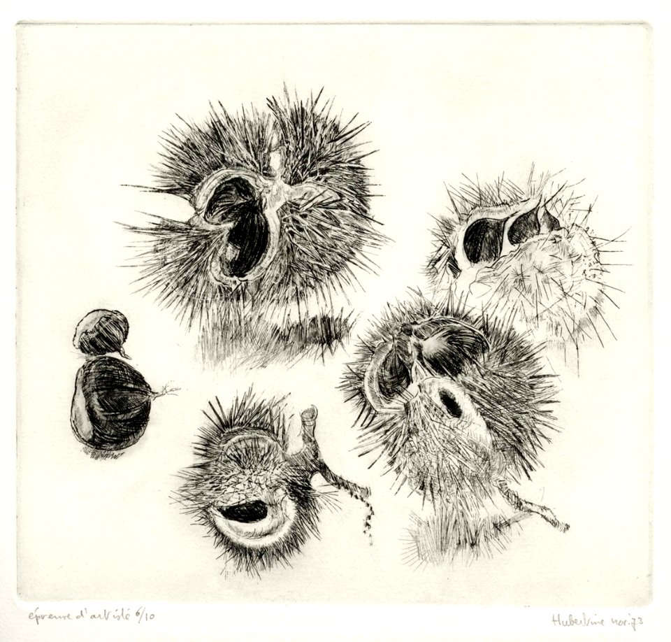 European horse chestnut bugs - etching 22x26cm 1973