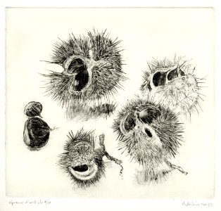 European horse chestnut bugs - etching 22x26cm 1973. Free illustration for personal and commercial use.