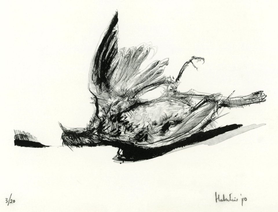 Bird beaten down in flight - lithography on stone 42x53cm …
