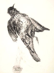 Dead thrush - pen&ink drawing 22x30cm 1969 - ICARUS