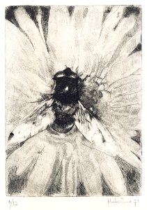 Bee on a flower - etching and softground 11x14 1971. Free illustration for personal and commercial use.