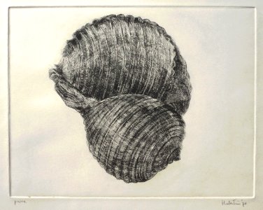 An empty shell - etching 24x32cm 1970. Free illustration for personal and commercial use.