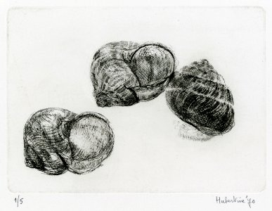 Empty snail houses - etching 11x15cm 1970. Free illustration for personal and commercial use.