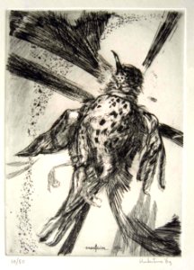Crucified bird - etching 16x24cm 1969. Free illustration for personal and commercial use.