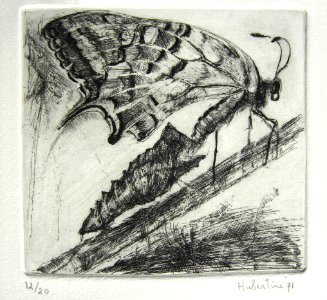 Birth of a butterfly - etching with several bites by nitri…. Free illustration for personal and commercial use.