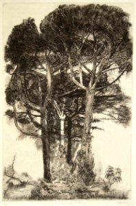 Pine trees from Villa Linda in Settignano - etching 35x64c…. Free illustration for personal and commercial use.