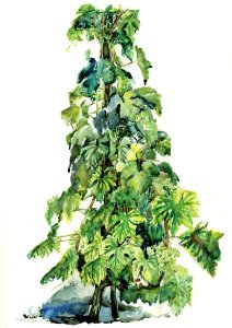 Grapevine in the spring - watercolour 39x61cm 1976. Free illustration for personal and commercial use.