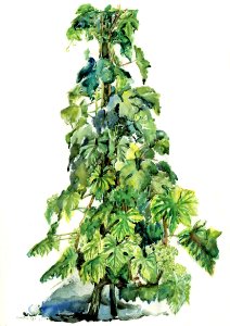 Grapevine in the spring - watercolour 39x61cm 1976