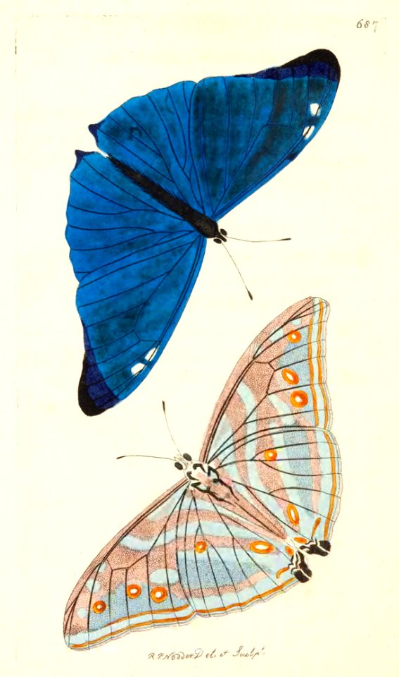 v17 687 Adonis