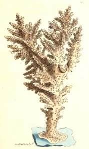 v17 686 Muricated Madrepore