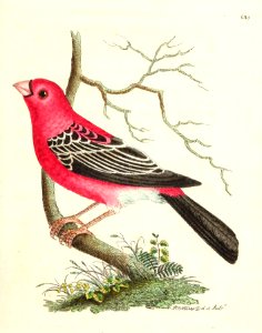 v17 685 Greater Bulfinch