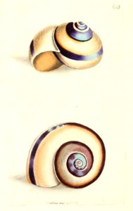 v16 683 Citron Snail