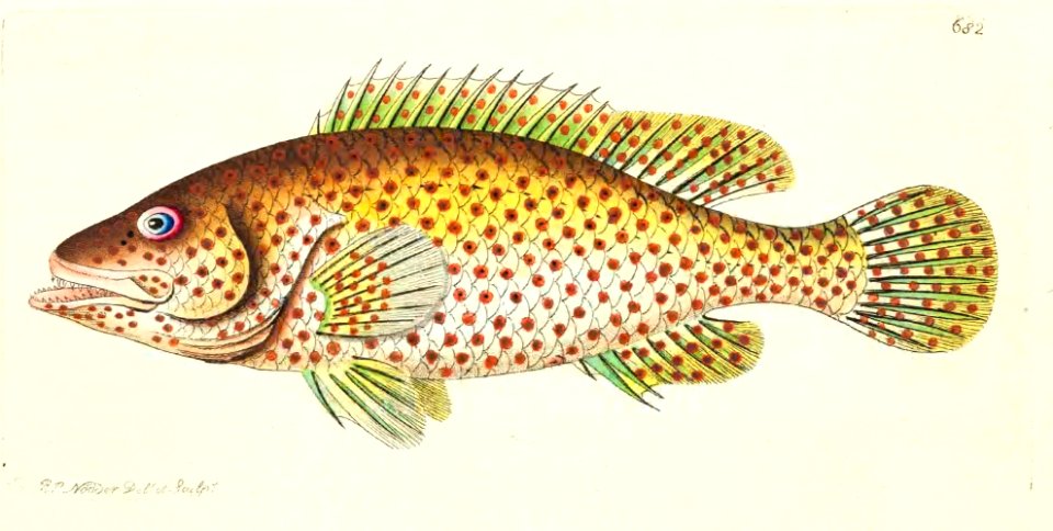 v16 682 Red Spotted Perch