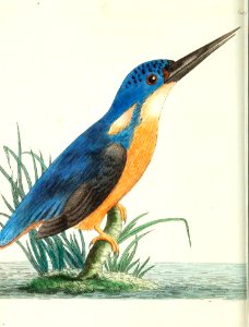 v16 681 Tridigitated Kingfisher