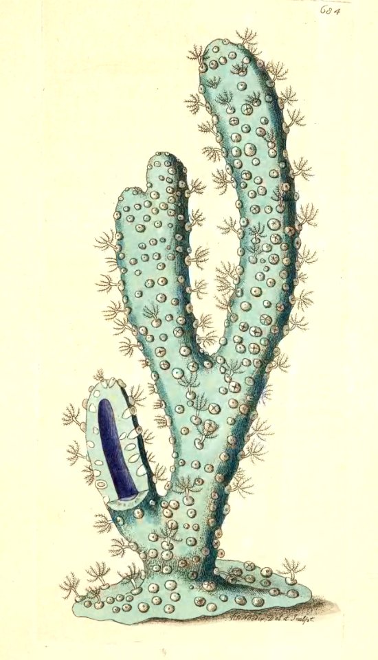 v16 684 Thick Armed Gorgonia