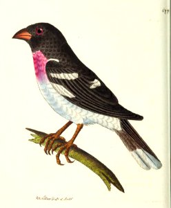 v16 677 Ludovician Grosbeak