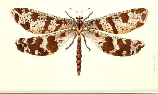 v16 676 Great Myrmeleon