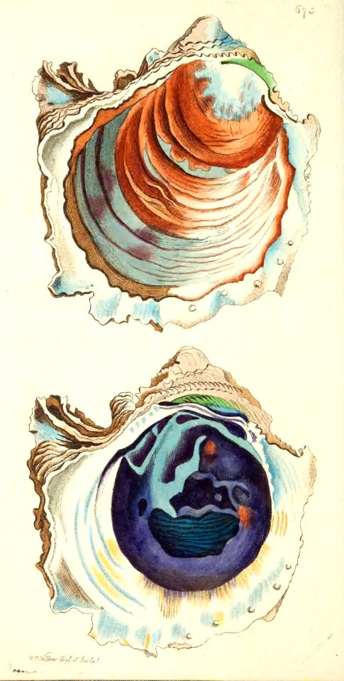 v16 675 Denticulated Oyster