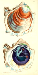 v16 675 Denticulated Oyster