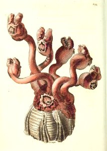 v16 672 Eared Barnacle